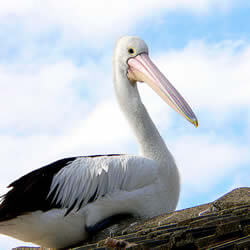 Pelican sitting on a rock